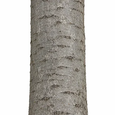Acrocarpus fraxinifolius bark