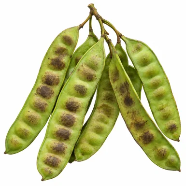 Acrocarpus fraxinifolius fruit / seeds