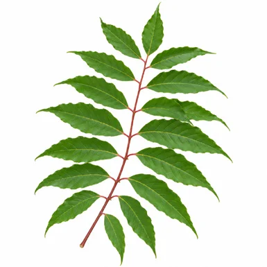 Acrocarpus fraxinifolius leaves