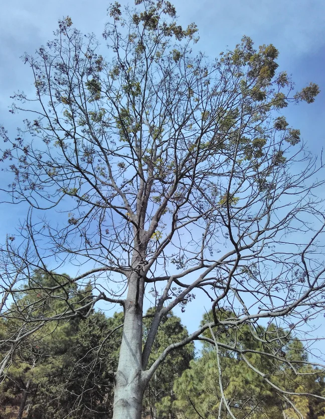 Pink Cedar