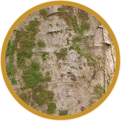 Adenanthera pavonina bark