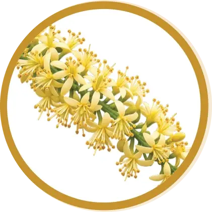 Adenanthera pavonina flower