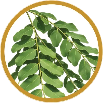 Adenanthera pavonina leaves
