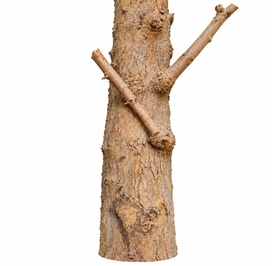 Aegle marmelos bark