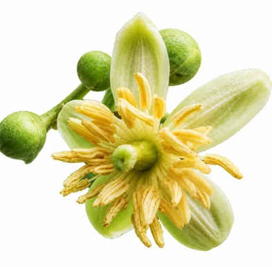 Aegle marmelos flower