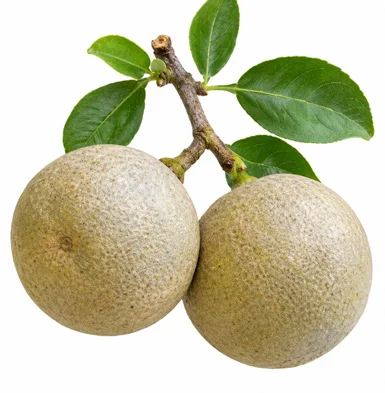 Aegle marmelos fruit / seeds