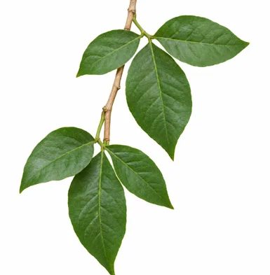 Aegle marmelos leaves