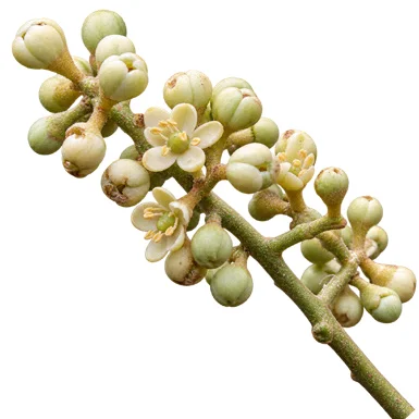 Aglaia lawii flower