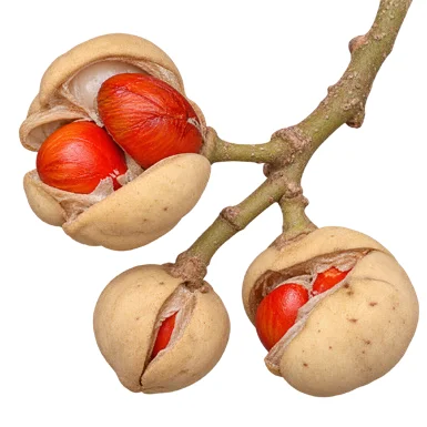 Aglaia lawii fruit / seeds