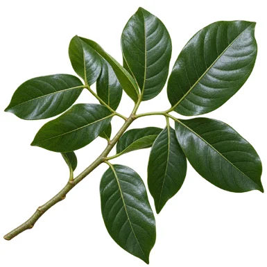 Aglaia lawii leaves