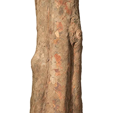 Aglaia roxburghiana bark
