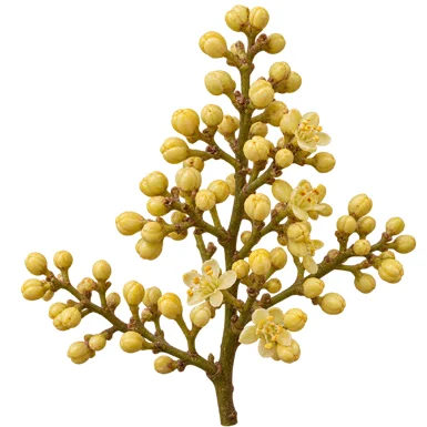 Aglaia roxburghiana flower