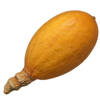 Aglaia roxburghiana fruit / seeds