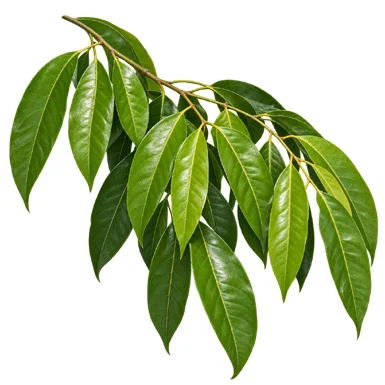 Aglaia roxburghiana leaves