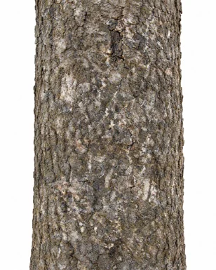 Ailanthus excelsa bark