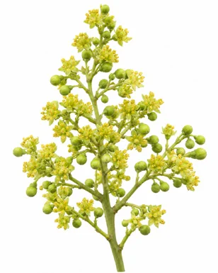 Ailanthus excelsa flower