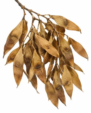 Ailanthus excelsa fruit / seeds
