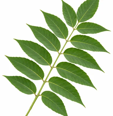 Ailanthus excelsa leaves