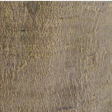 Ailanthus triphysa bark