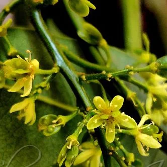 Ailanthus triphysa flower