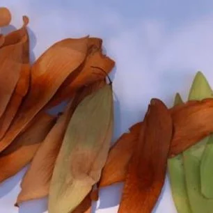 Ailanthus triphysa fruit / seeds
