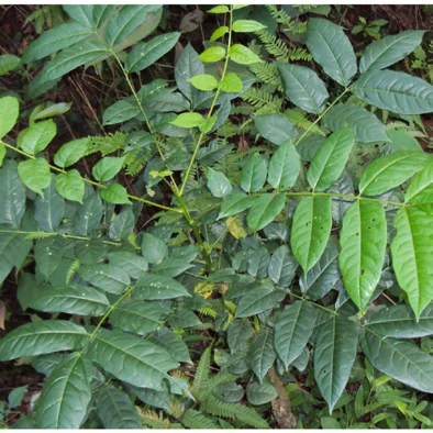Ailanthus triphysa leaves