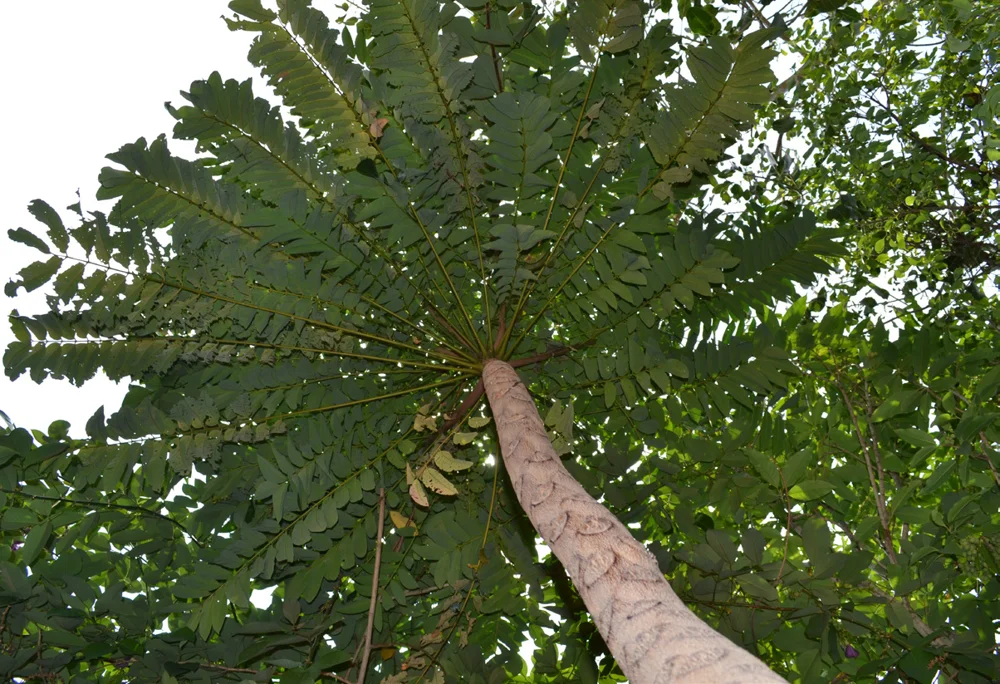 Malabar Tree of Heaven