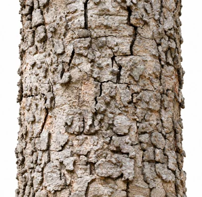 Albizia lebbeck bark