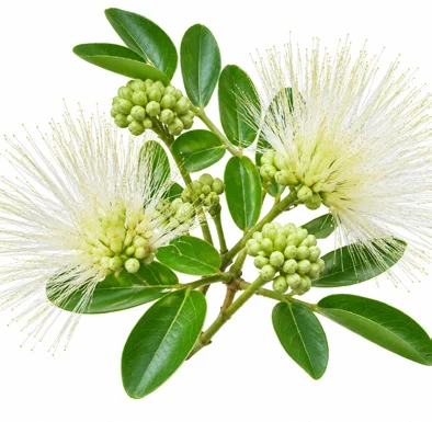 Albizia lebbeck flower