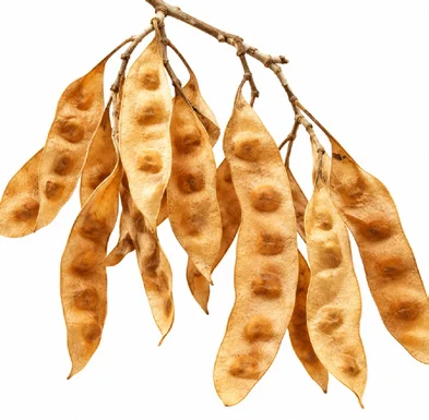 Albizia lebbeck fruit / seeds
