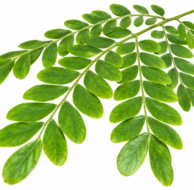 Albizia lebbeck leaves