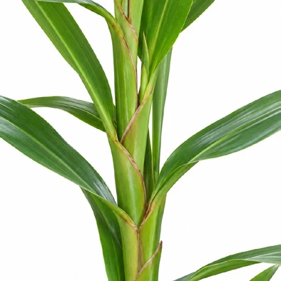 Alpinia calcarata bark