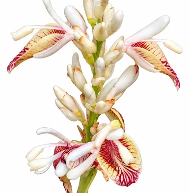 Alpinia calcarata flower