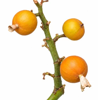 Alpinia calcarata fruit / seeds