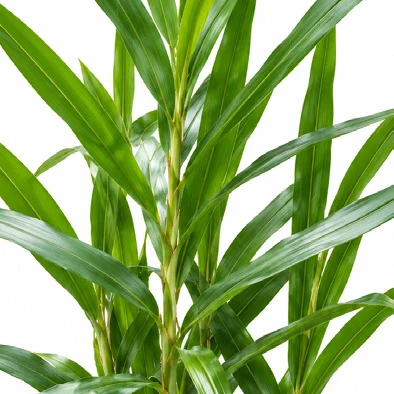 Alpinia calcarata leaves