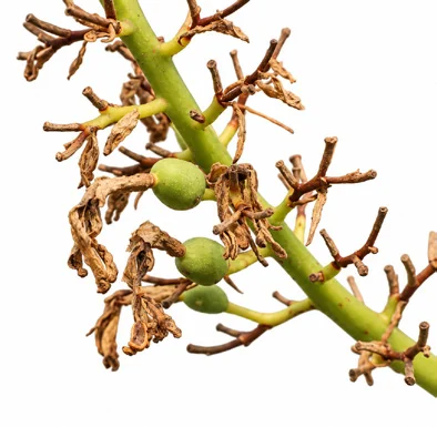 Alpinia galanga bark