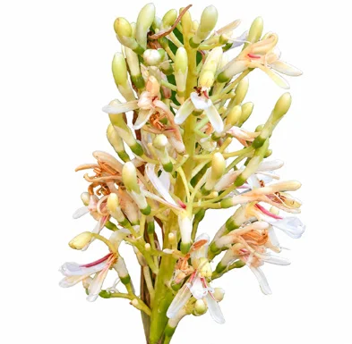 Alpinia galanga flower