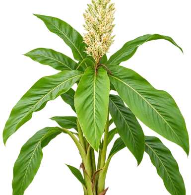 Alpinia galanga fruit / seeds