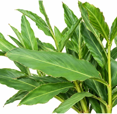 Alpinia galanga leaves