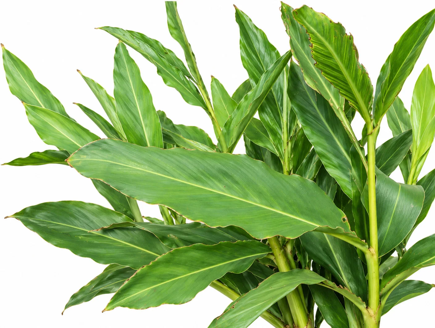 Greater Galangal