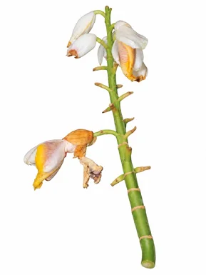 Alpinia malaccensis bark