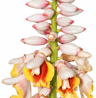 Alpinia malaccensis flower