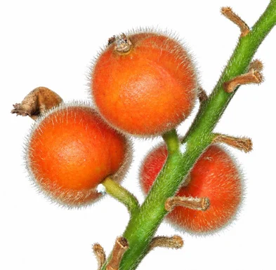 Alpinia malaccensis fruit / seeds