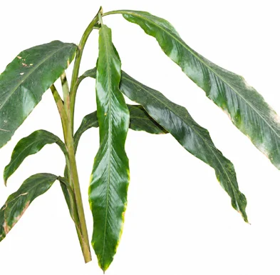 Alpinia malaccensis leaves