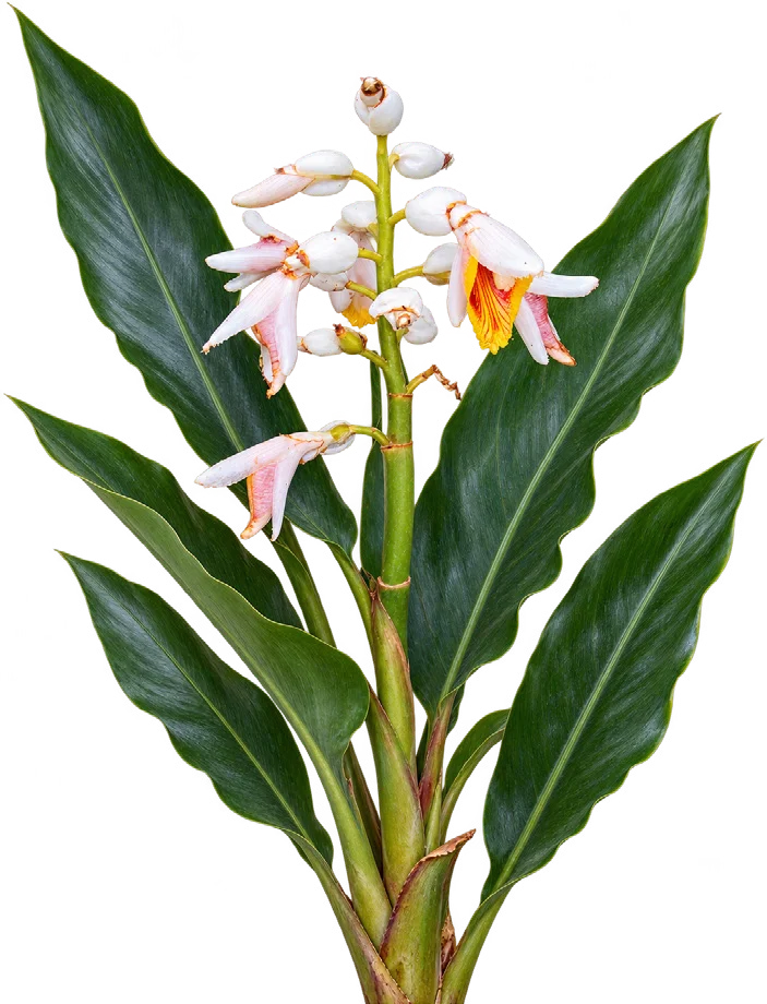 Malacca Ginger