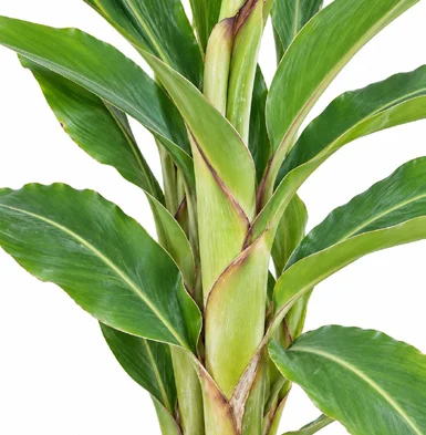 Alpinia zerumbet bark