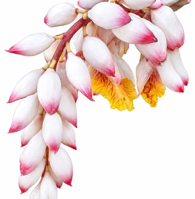 Alpinia zerumbet flower