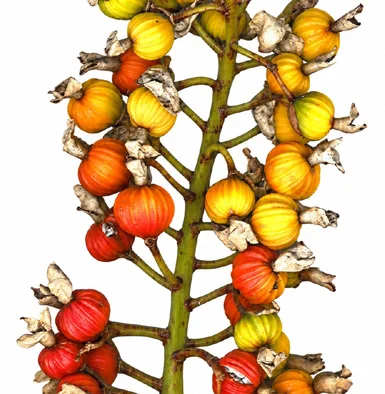 Alpinia zerumbet fruit / seeds