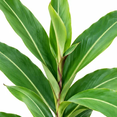 Alpinia zerumbet leaves