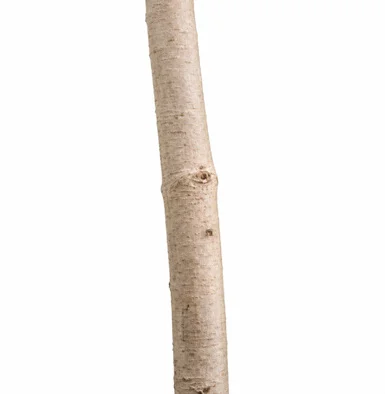 Anacardium occidentale bark